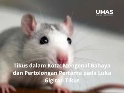 Tikus Dalam Kota Mengenal Bahaya Dan Pertolongan Pertama Pada Luka