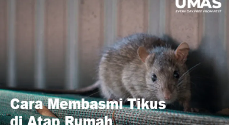 Cara Membasmi Tikus di Atap Rumah