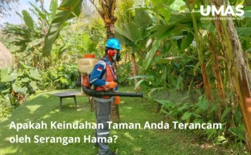 ~blog/2023/5/20/jasa pengendalian hama nusa dua