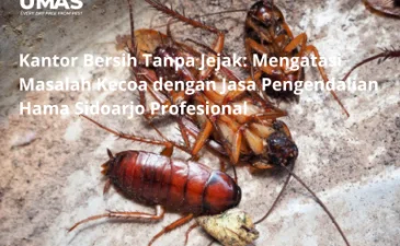 ~blog/2023/5/29/jasa pengendalian hama sidoarjo